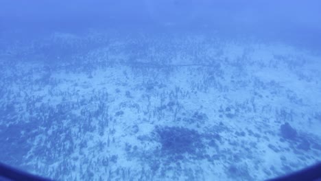 Cinematic-wide-dolly-shot-from-a-submarine-porthole-of-seagrass-growing-along-the-ocean-floor-off-the-coast-of-Hawai'i