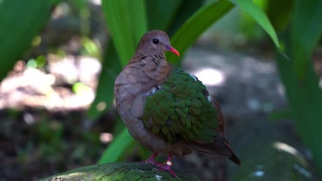 una paloma esmeralda hembra, chalcophaps indica de pie sobre una roca, acicalándose y limpiando sus hermosas plumas de ala verde con su afilado pico rojo coral en el suelo del bosque, tiro de cerca