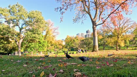 birds searching for food in a park