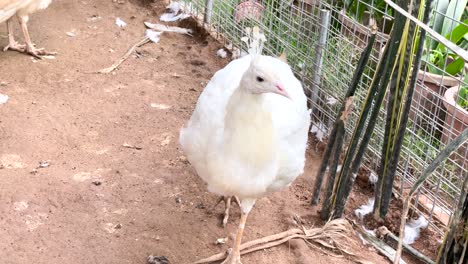 pavo real blanco en el parque zoológico de vida silvestre en kuala
