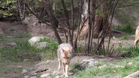 Pair-of-healthy-adult-coyotes-explore-unhurried-near-hiking-trail