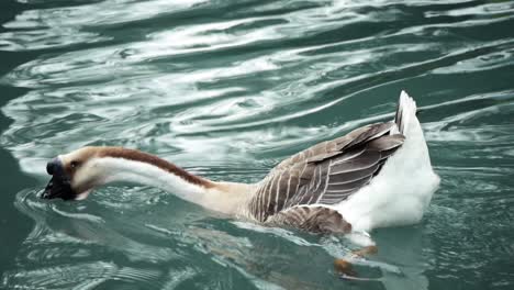 Male-goose-wading-around-looking-for-food-in-pond