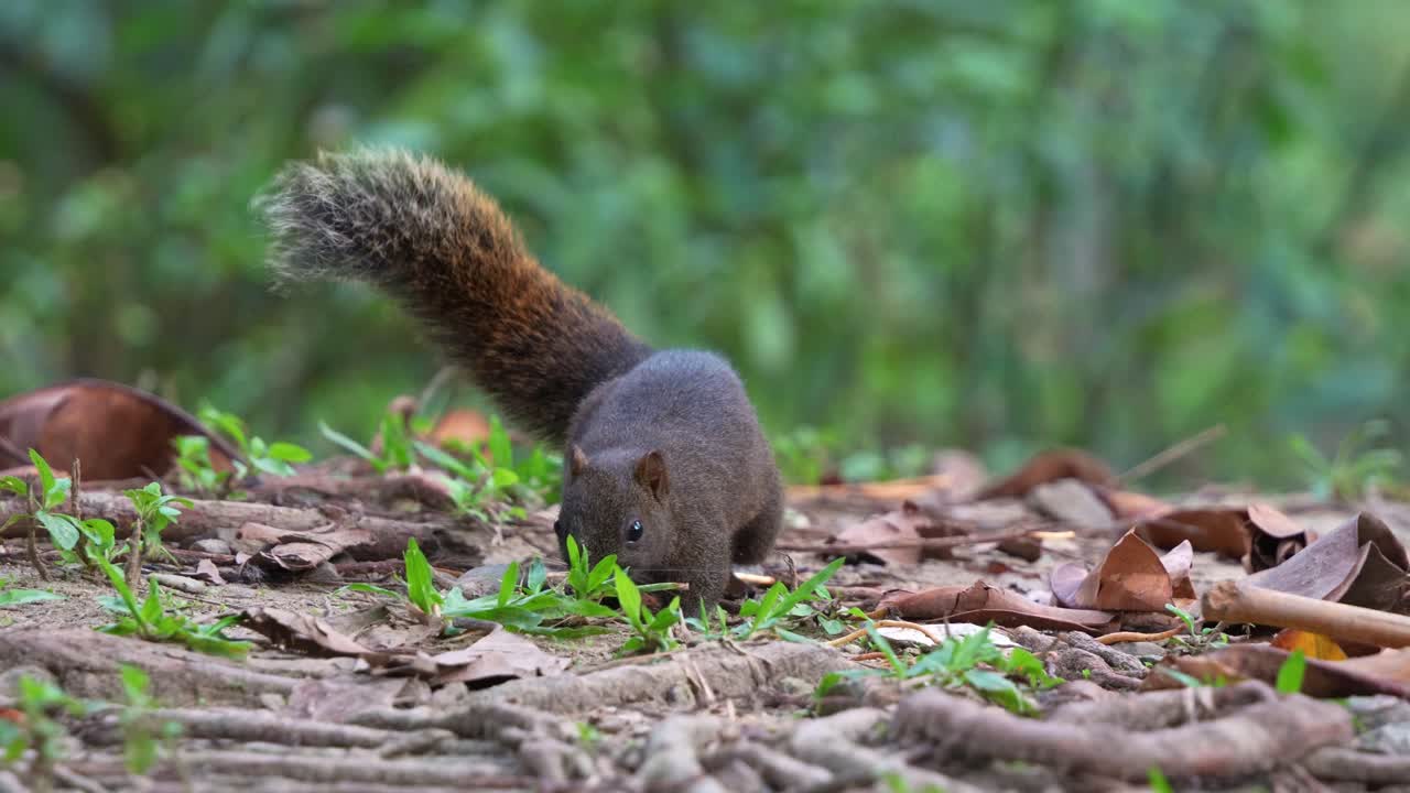 rastreando los rápidos movimientos de una ágil ardilla de pallas que se alimenta en el suelo del parque forestal daan en taipei, taiwán, toma de primer plano