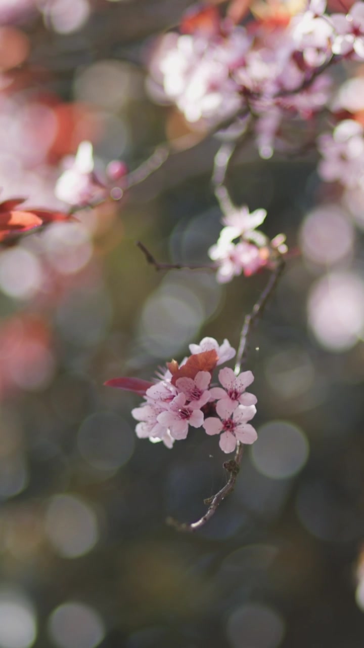 Fiori rosa ondeggiano dolcemente sui rami con un effetto bokeh sullo sfondo. Ideale per progetti incentrati su temi primaverili o floreali