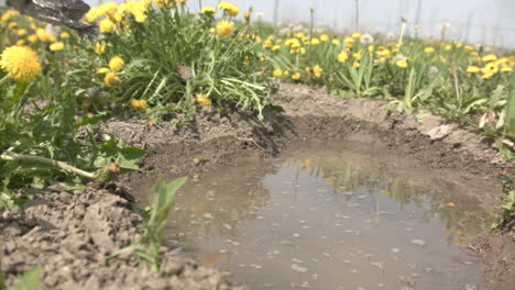 Ochsenfrosch-In-Extremer-Zeitlupe,-Der-In-Den-Teich-Springt