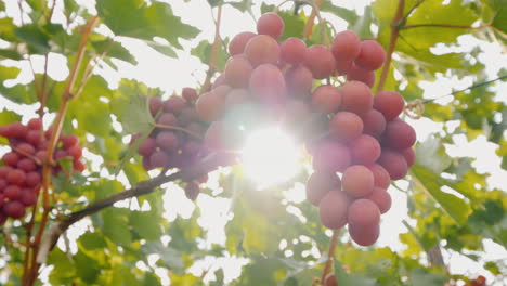 los rayos del sol brillan a través de los jugosos racimos de uvas maduras
