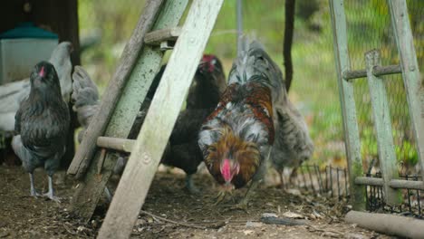 profundizar en la escena de los pollos contentos en un gallinero acogedor