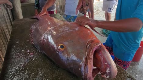 Fischer-Schneidet-Und-Reinigt-Frisch-Gefangenen-Cubera-Schnapper-Auf-Dem-Fischmarkt,-Karibische-Kultur