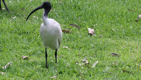 an ibis bird moves and pecks in a grassy area