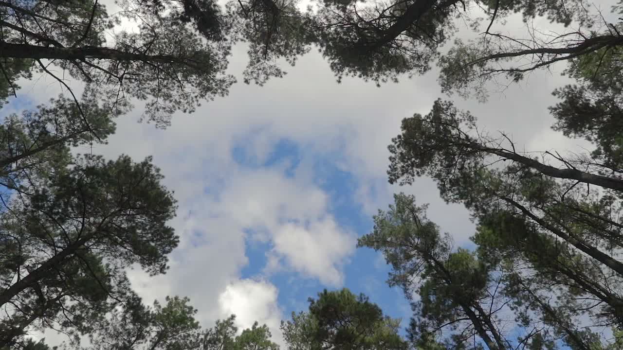 나무 사이로 흐린 하늘을 올려다보며 원형 팬