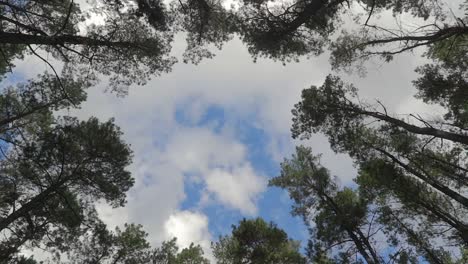 Mirando-Hacia-Un-Cielo-Nublado-A-Través-De-Los-árboles,-Círculo-Pan