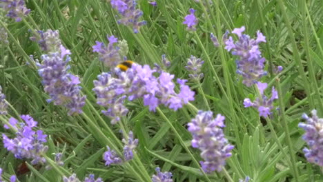 imágenes de cerca de un abejorro polinizando y zumbando alrededor de las flores de lavanda en un hermoso jardín botánico, en el campo