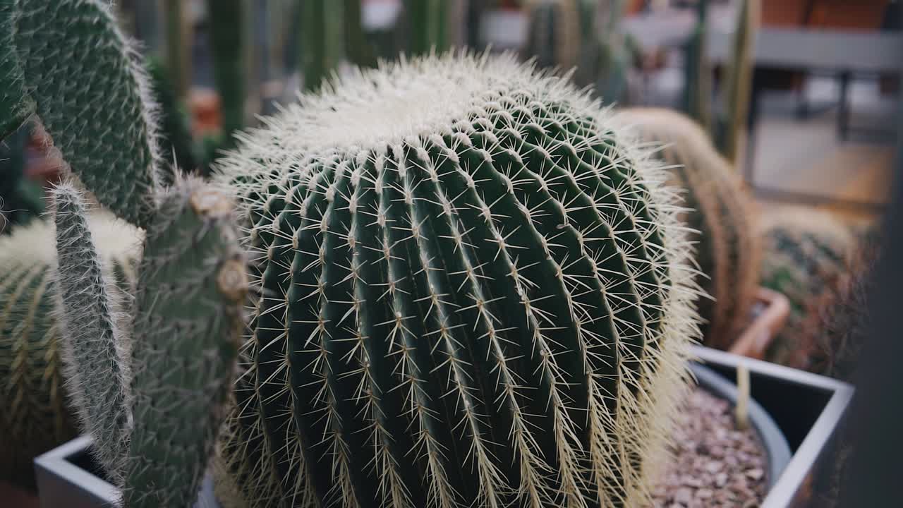 un enorme cactus redondo con grandes agujas afiladas es tomado en primer plano. disparo en el jardín botánico