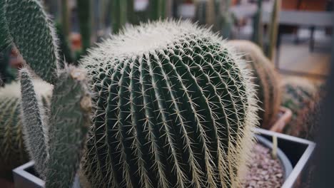 eine riesige runde kaktus mit großen scharfen nadeln wird in nahaufnahme aufgenommen. dreharbeiten im botanischen garten