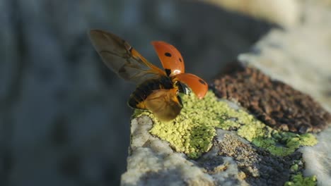 ladybird spread its wings before takeoff and flies in slow motion