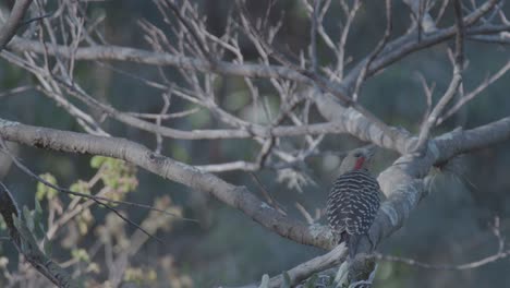 Pájaro-Carpintero-De-Cresta-Rubia-En-Las-Ramas-De-Los-árboles