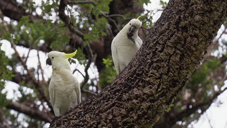 Pair-of-white-Cockatoo-birds-in-tree-branch-hold-food-in-talon-claws