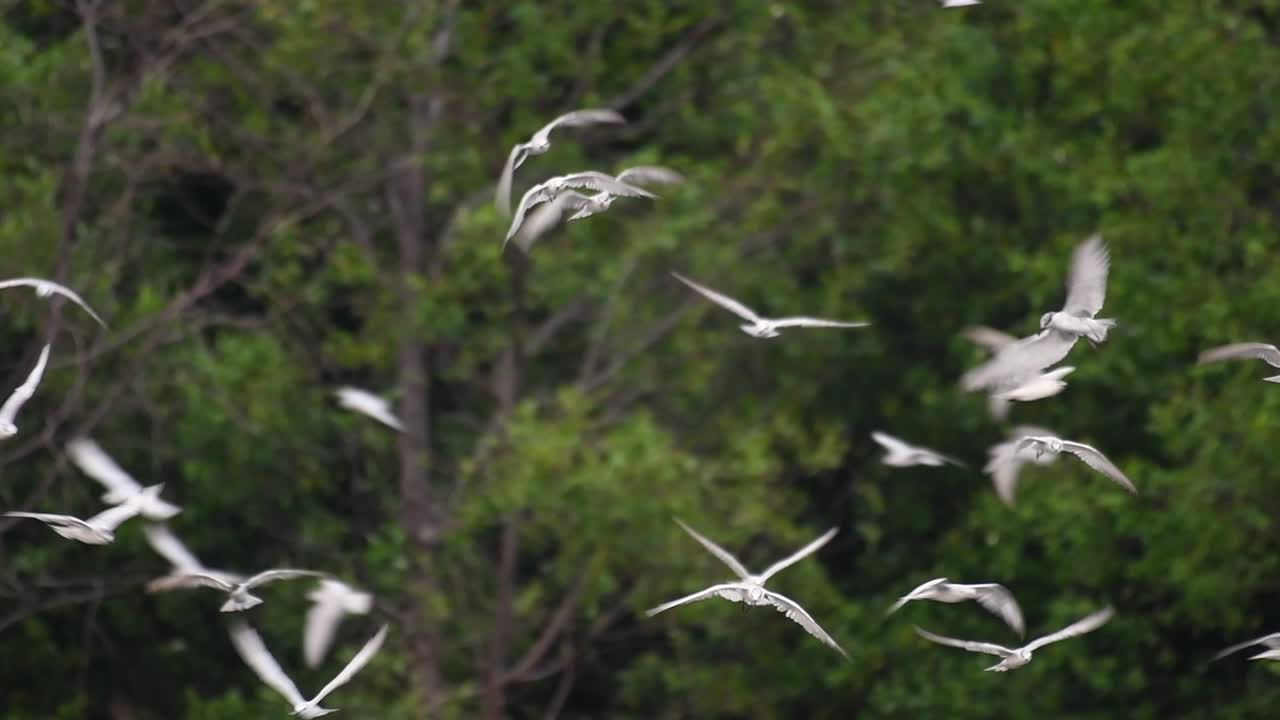 제비갈매기는 전 세계 바다, 강 및 기타 더 넓은 수역에서 볼 수 있는 바닷새입니다.