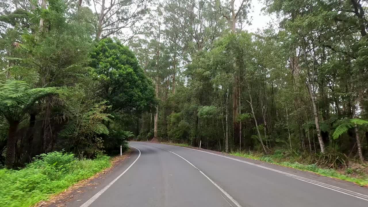 A serene drive through dense forest along the Great Ocean Road, showcasing vibrant greenery and winding roads under soft, natural lighting