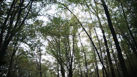 flotando a través de los árboles del bosque