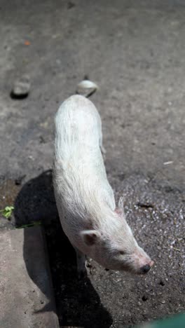 땅 위에 있는  돼지