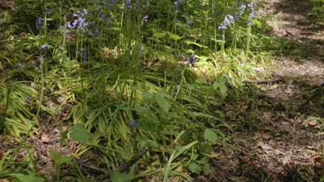 panning back along path to unveil a large bluebell field in forest