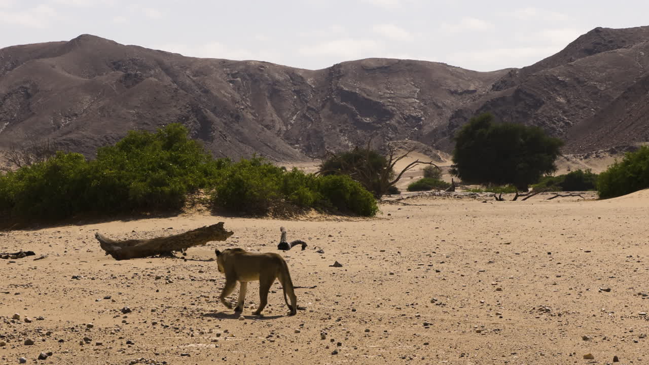 A lioness wanders through the dry Hoanib Valley in Namibia and eventually leaves the frame to the left. Medium to wide shot with mountains in the background and some trees.