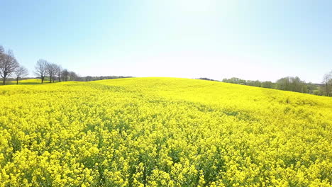 Sanfte-Hügel-Aus-Blühendem-Raps-Mit-Einem-Tiefblauen-Himmel-Darüber