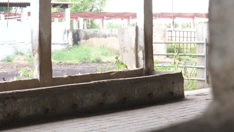 view inside abandoned dairy farm cattle building with concrete feeding trough