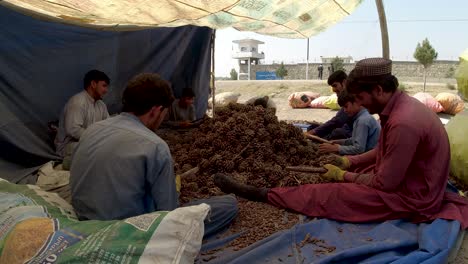 stick cleaning for pine nuts