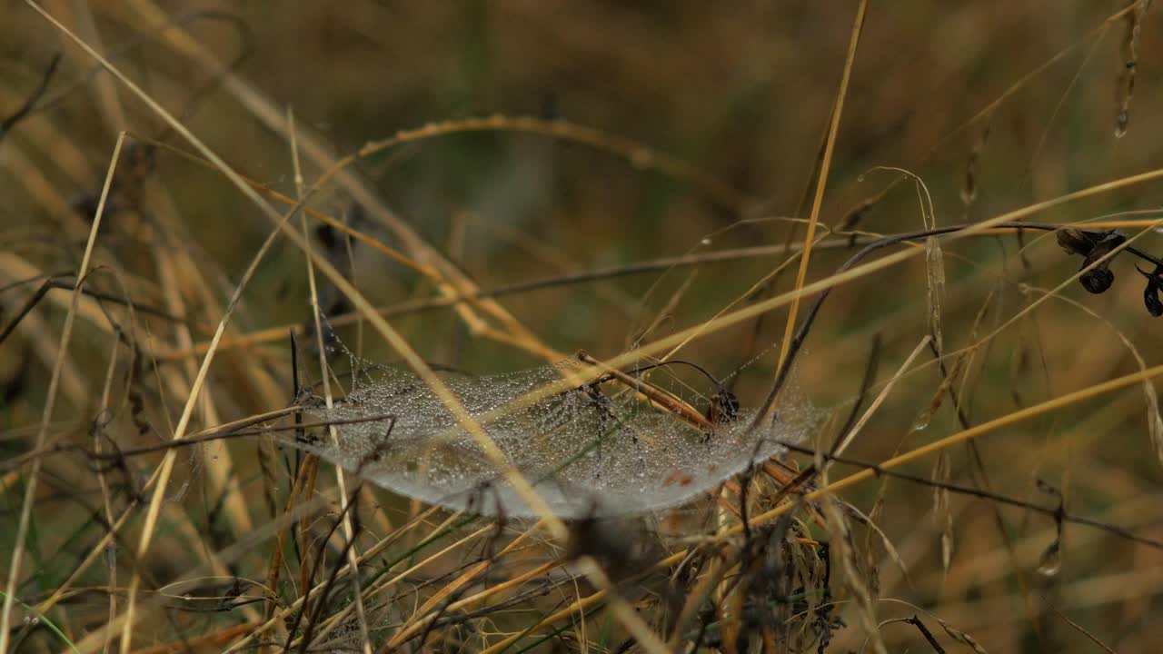 telaraña atrapada cubierta de rocío matutino, colocada en un prado entre tallos, día brumoso en un prado de otoño, tiro cerrado moviéndose lentamente en un viento tranquilo