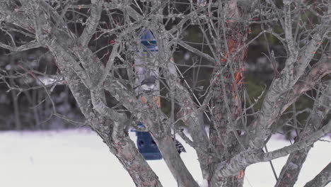 Various-birds-in-tree-pecking-at-tree-and-bird-feeder