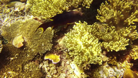 a-yellow-edge-lyretail-grouper-fish-swimming