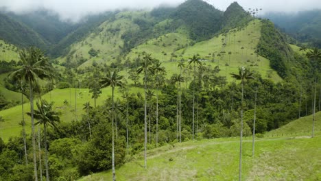 Vista-Aérea-De-Las-Famosas-Palmeras-De-Cera-De-Colombia-En-Un-Día-De-Niebla