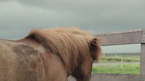 caballo sacude la cabeza en islandia