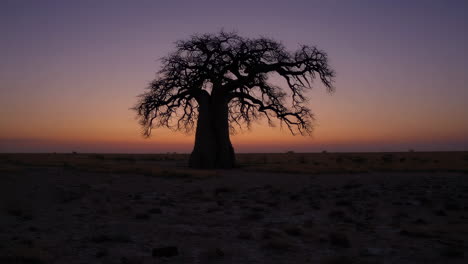 baobab tree silhouette at sunrise/sunset