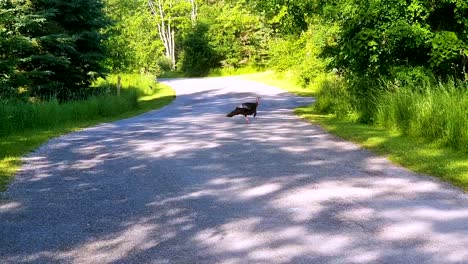 pavo salvaje cruzando una carretera desierta temprano en la mañana