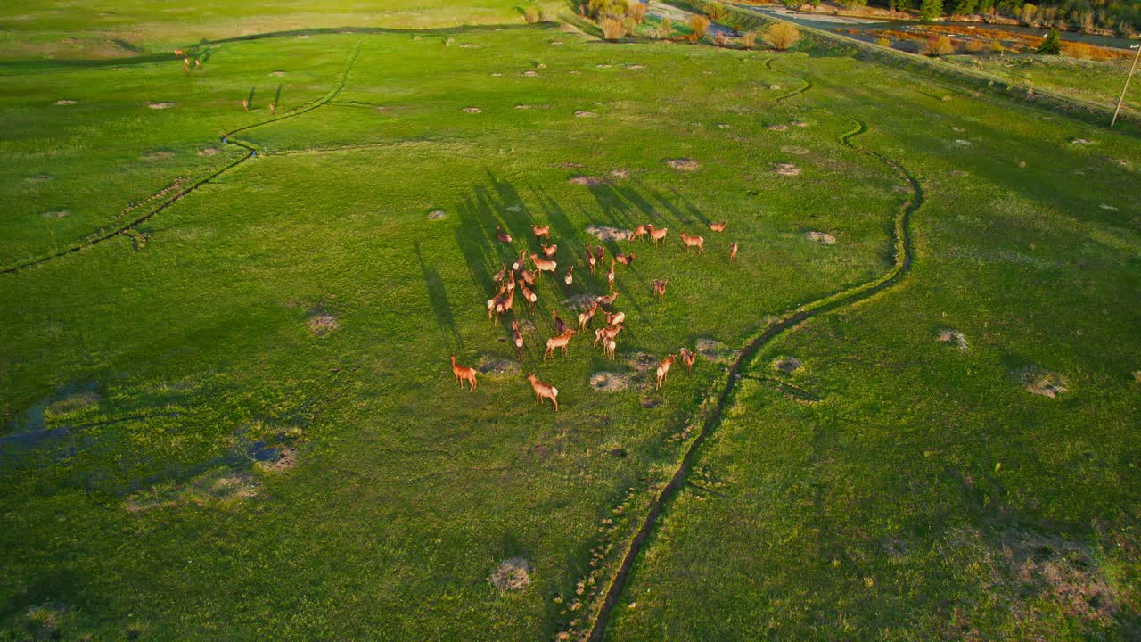 아름다운 일몰 조명 동안 록키 산맥 계곡의 푸른 잔디밭에서 풀을 뜯고 있는 사슴 무리의 경치 좋은 공중 드론 영상