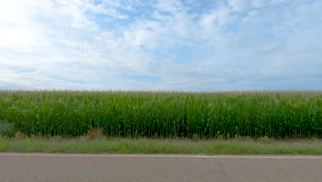 Rural-corn-fields-whiz-by-in-this-country-afternoon-drive-by