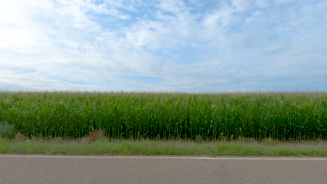 rural corn fields whiz by in this country afternoon drive by