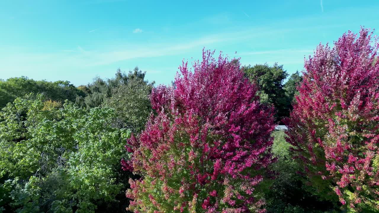 분홍색과 붉은 잎을 보여주는 드론 돌리 왼쪽