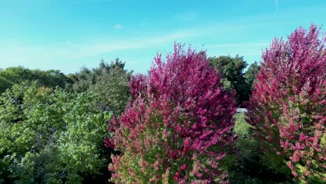 Drohnenwagen-Links-Mit-Rosa-Und-Roten-Blättern