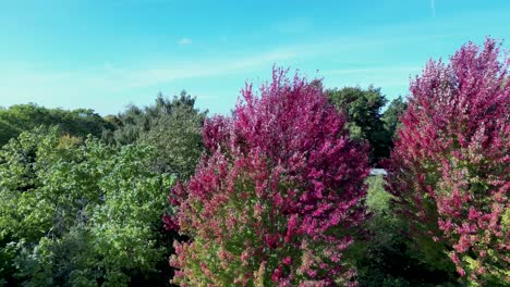 drone dolly left showing pink and red leaves