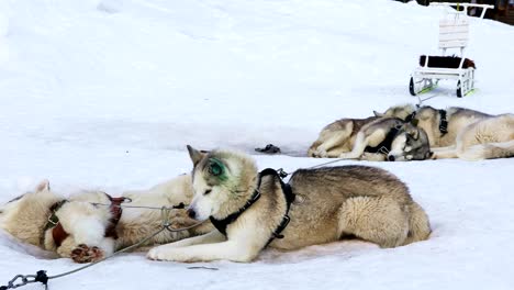 sledding dogs breed siberian huskies