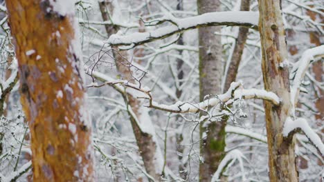 birds flying on tree branches in snowy winter day