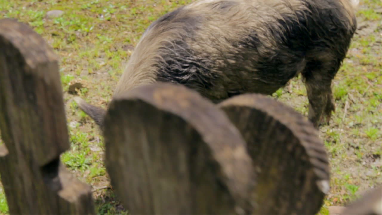 Un maiale sta mangiando sull'erba dietro una recinzione di legno