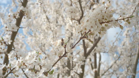 bees pollinating apricot flowers in spring