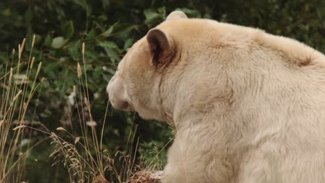 El-Oso-Espíritu-Kermode-Blanco-Y-Gordo-Disfruta-De-Un-Día-Tranquilo