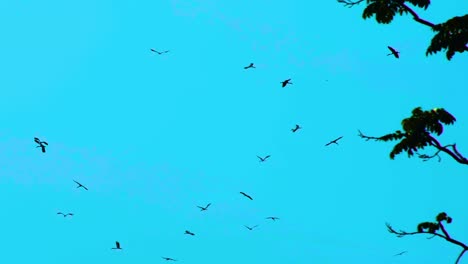 flock of migratory stork birds circling in turquoise blue sky, tilt down