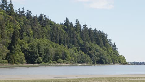 Bay-and-Pine-Forest-in-wreck-beach,-Vancouver-Canada